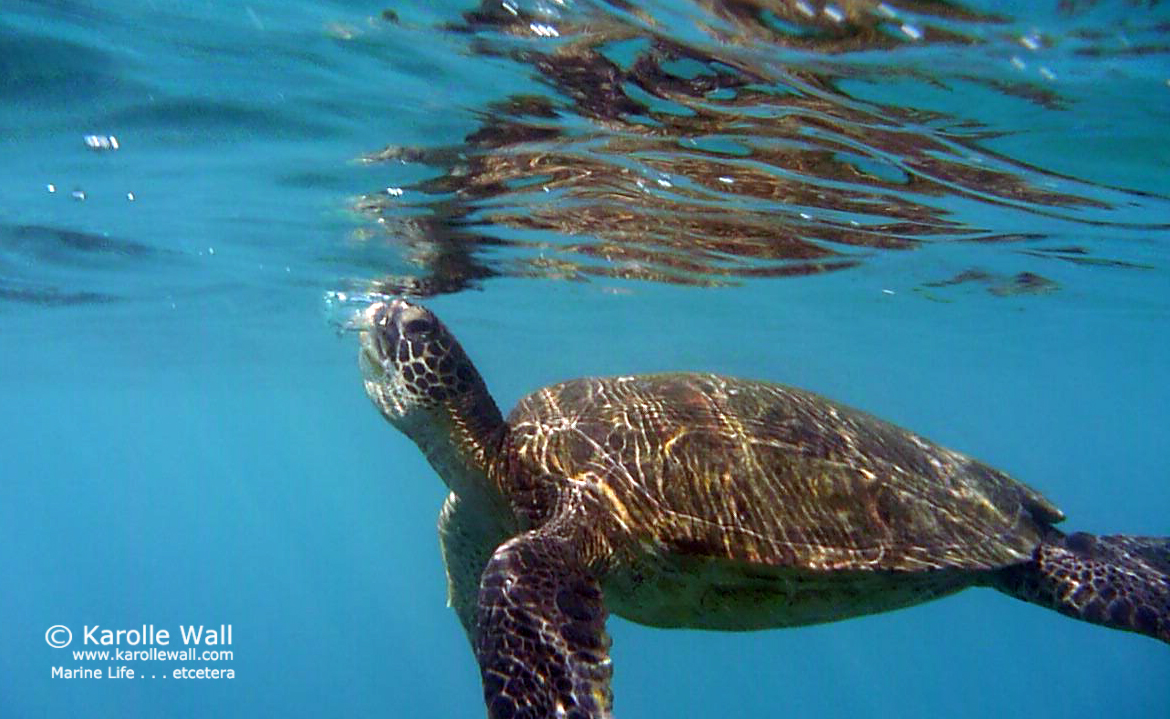 Turtles Marine Life etcetera