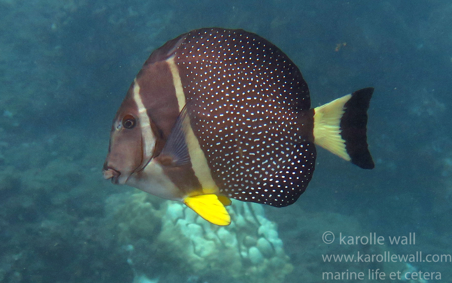 Surgeonfish (Tangs and Unicornfish too)