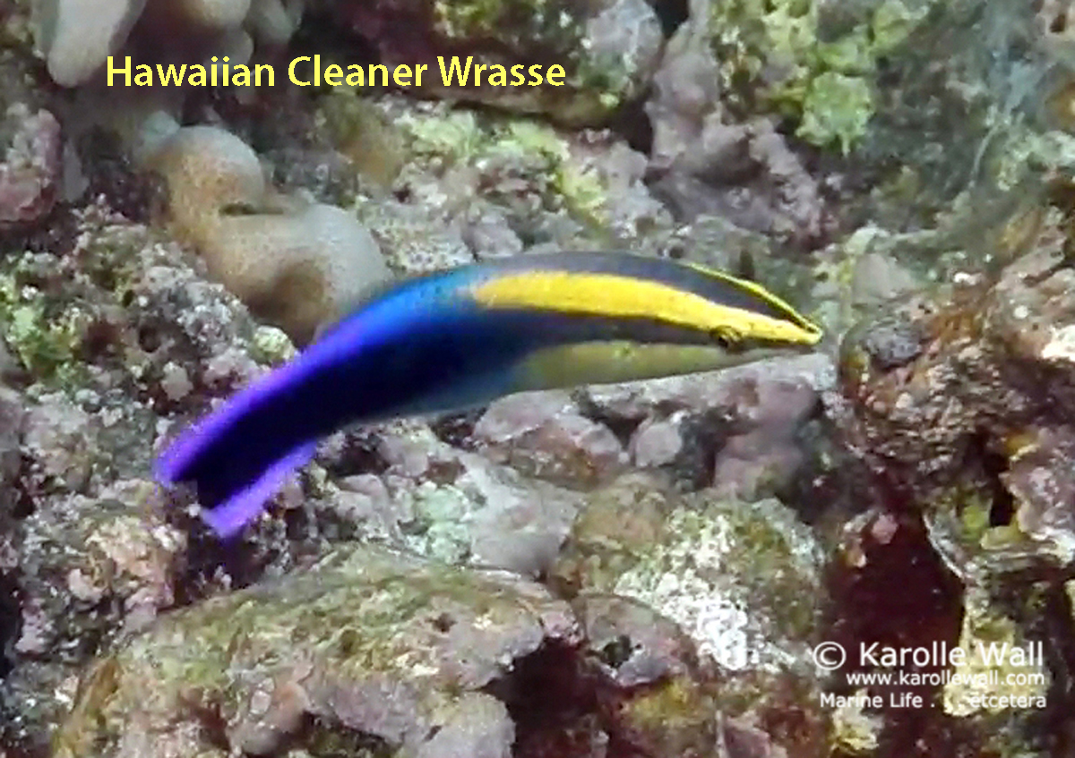 cleanerwrasse excellentWMtitle