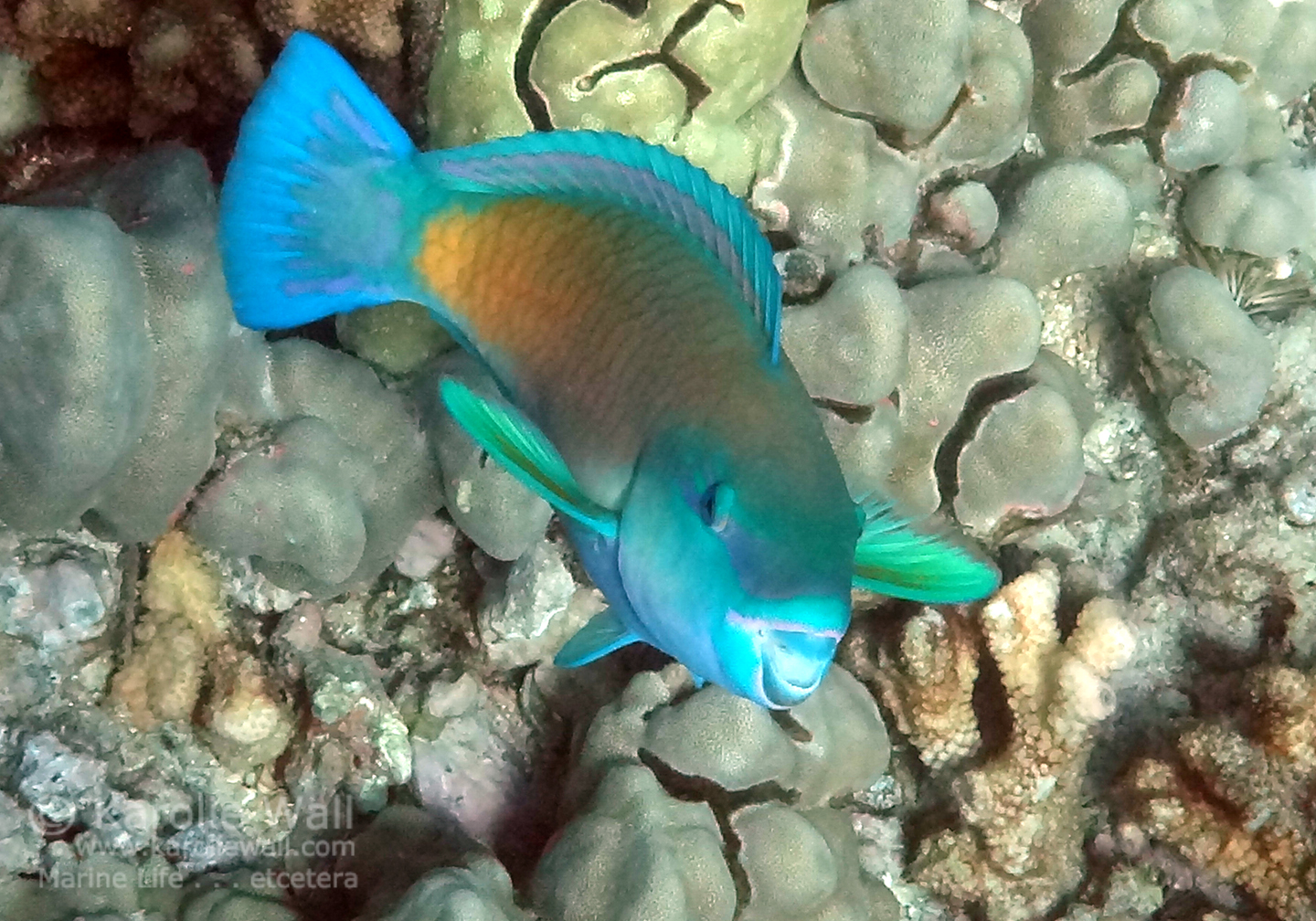 DSC03885 bullethead parrotfish face exc wm