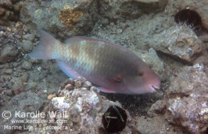 DSC03976 spectacled parrotfish female in transition wm
