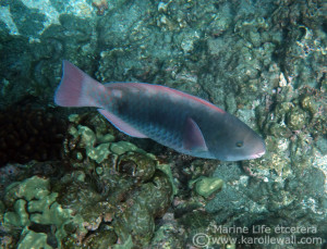 DSC05237 spectacled parrotfish female exc