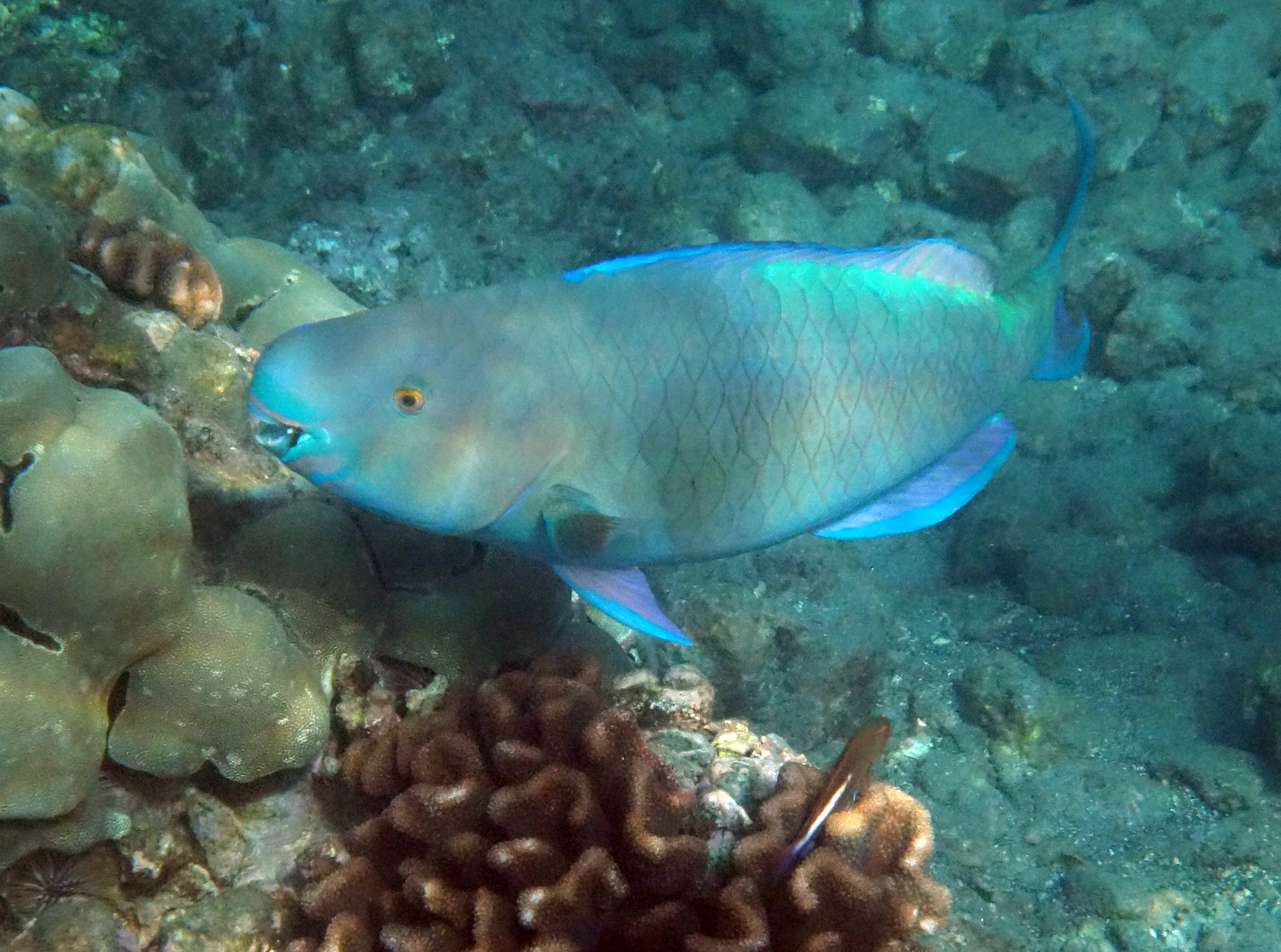 DSC06693 red lip parrotfish