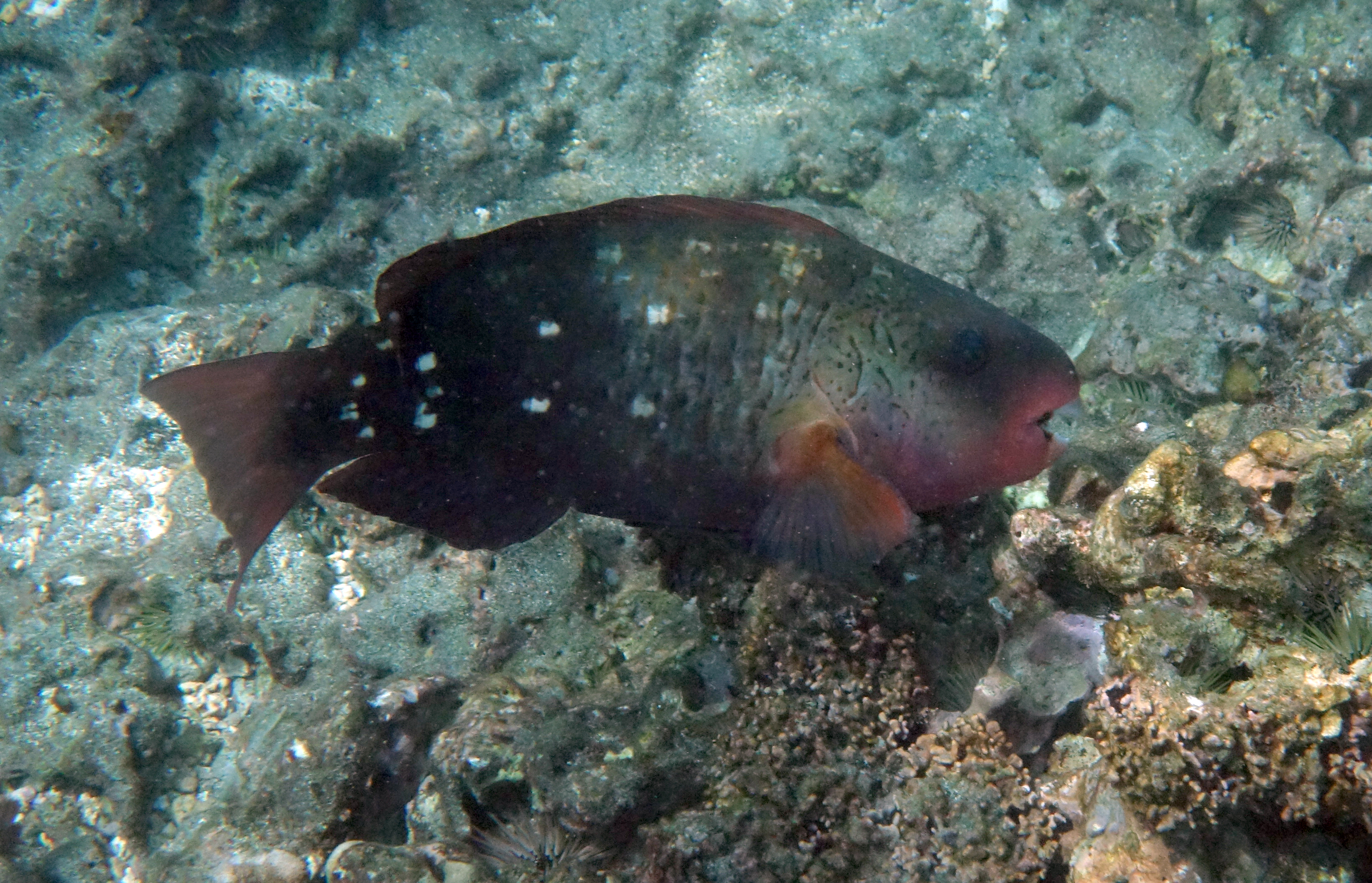 DSC06727 bulletnose parrotfish