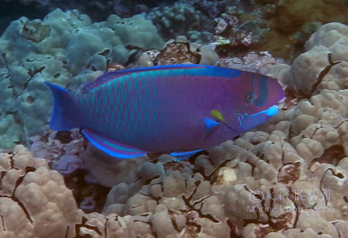 spectacled parrotfish excWM