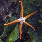 Armpit Sea Star