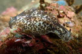 Acanthozoon cf. fuscobulbosum Acanthozoon cf. fuscobulbosum