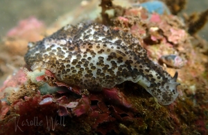 Acanthozoon cf. fuscobulbosum