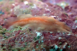 Acotylean 11 Acotylean 11