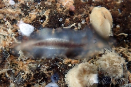 Acotylean A Acotylean A