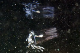 Aglantha digitale Aglantha digitale