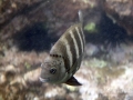 Blackspot Sargeant
