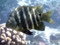 Blackspot Sargeant (Nuptial Colour)