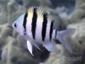Hawaiian Juvenile Sargeantfish