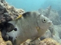 Blackspot Sargeant Juvenile