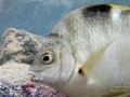 Blackspot Sargeant Juvenile