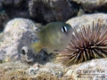 Bright-eye Damselfish