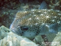 Giant or Spotted Porcupinefish