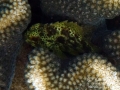 DSC01036  speckled scorpionfish wm