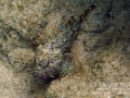 DSC01093 scorpionfish wm