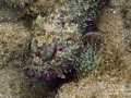 DSC01093 scorpionfish wm2