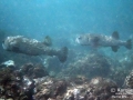 Two Giant or Spotted Porcupinefish