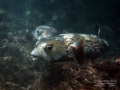 DSC02903 spotted burrfish porcupines in shallows wm