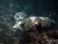 Two Giant or Spotted Porcupinefish