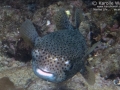 Giant or Spotted Porcupinefish