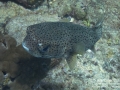 DSC04150 porcupinefish wm