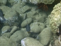 Spotted Puffer, Male Boxfish, Ambon Toby