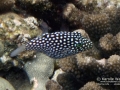 Hawaiian Whitespotted Toby or Puffer