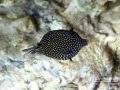 Spotted Boxfish -- Female
