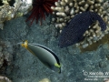 Spotted Puffer and Orangespine Unicornfish