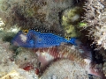 Spotted Boxfish -- Male