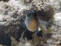 Hawaiian Whitespotted Toby or Puffer
