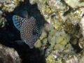 Spotted Boxfish -- Female