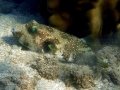 Stripebelly Puffer