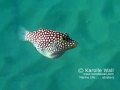 Hawaiian Whitespotted Toby or Puffer