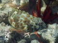 Stocky Hawkfish in Flight