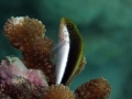 Black-sided Hawkfish, Juvenile