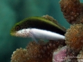 Black-sided Hawkfish, Juvenile