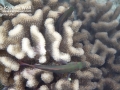 Twp Arceye Hawkfish in Cauliflower Coral