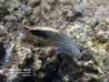 _Blackside Hawkfish