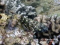 Stocky Hawkfish