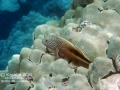 Blackside Hawkfish