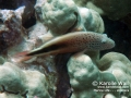 Blackside Hawkfish