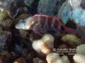 Redbarred Hawkfish