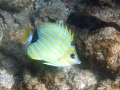 Bluestripe Butterflyfish