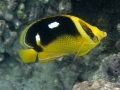 Fourspot Butterflyfish